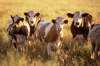 Cattle herd grazing in an American pasture