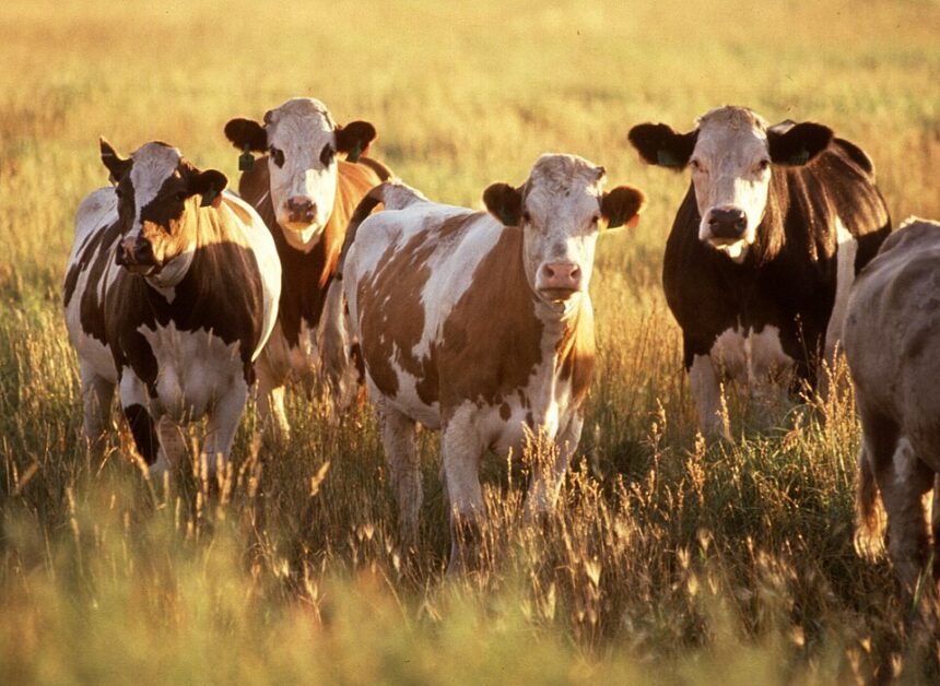 Cattle herd grazing in an American pasture