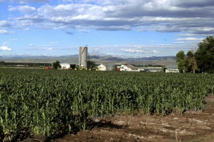 Corn field growing in Colorado
