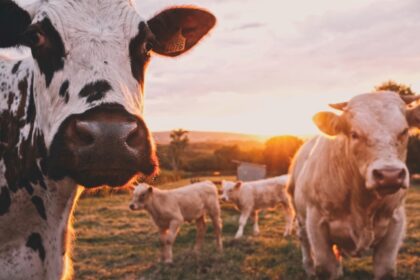 American cattle herd grazing on open western pastureland