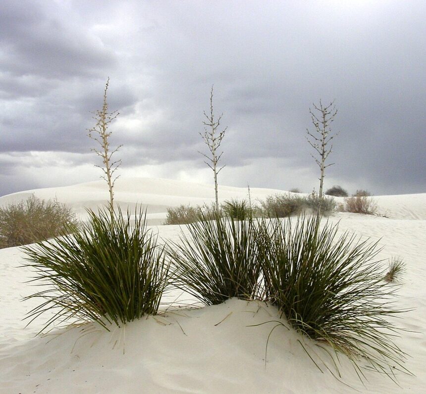 White Sands National Park dunes in southern New Mexico