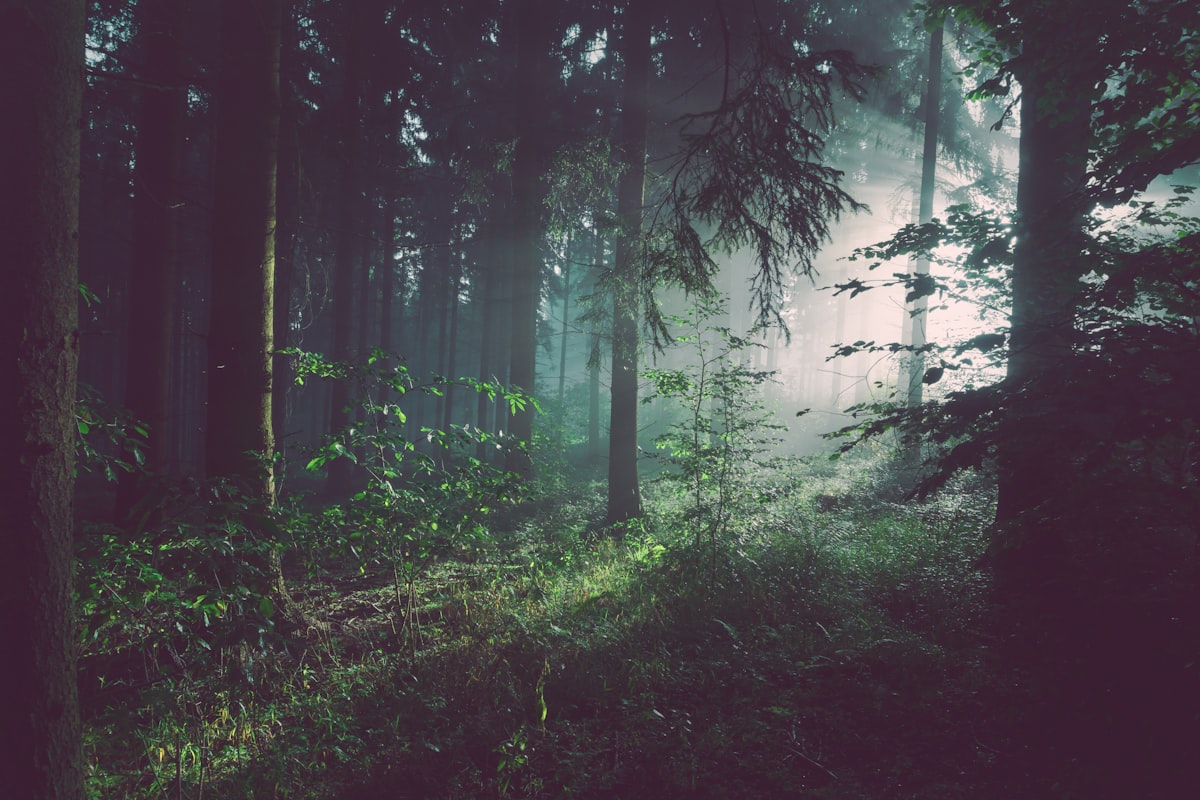 Western wilderness forest where federal wildlife protections intersect with ranching lands